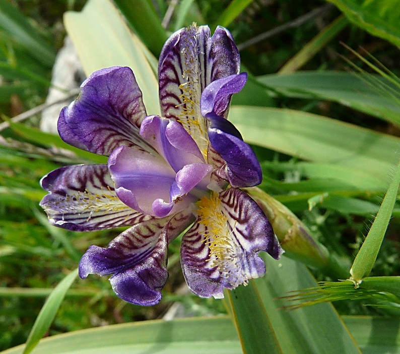 Anomalia floreale di un iris: Lusus di Iris planifolia